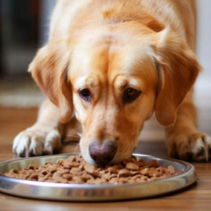 Read more about the article Best Dog Foods: The Ultimate Guide to Healthy and Nutritious Options