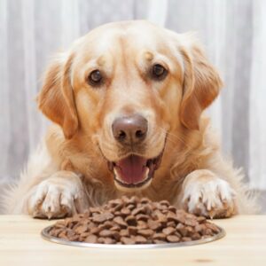 Read more about the article Best Pet Food for Picky Eaters: Top Choices for Fussy Pets