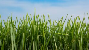 Read more about the article Bermuda Grass Mowing Height: Optimal Cut for Healthy Lawn