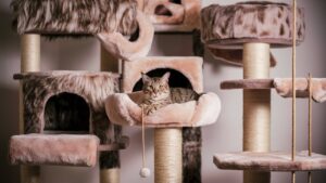 Read more about the article How to Clean Cat Tree: Quick & Easy Solutions