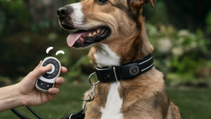 Read more about the article How to Choose a Dog Training Collar: Expert Tips for Success