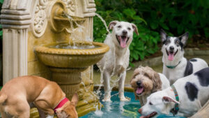 Read more about the article Do Dogs Like Water Fountains: The Science Behind Canine Hydration