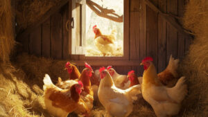 Read more about the article How to Heat a Chicken Coop in Winter: Safe & Cozy Tips