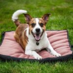 How Do Dog Pads Work: Secrets to Potty Success