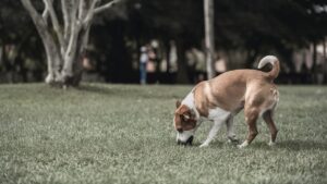 Read more about the article What to Do With Dog Poop: Eco-Friendly Solutions