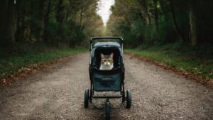 Read more about the article Do Cats Like Strollers? Unveiling Feline Preferences