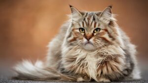 Read more about the article Best Way to Brush Long Hair Cat: Pro Groomer Secrets