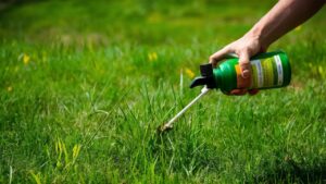 Read more about the article How to Use Weed Killer for Lawns: Ultimate Guide