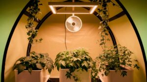 Read more about the article How to Hang Fan in Grow Tent: Expert Tips & Tricks