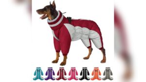 Read more about the article Best Dog Snowsuit With Legs: Top Warmth and Comfort Picks 2026